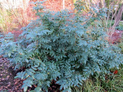 Mahonia wagneri 'Pinnacle'