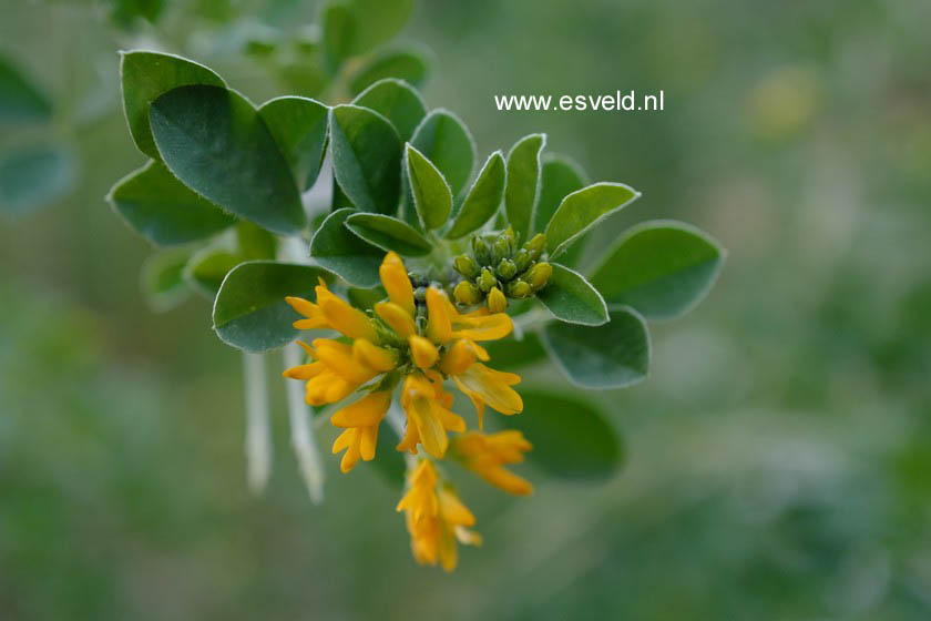 Medicago arborea