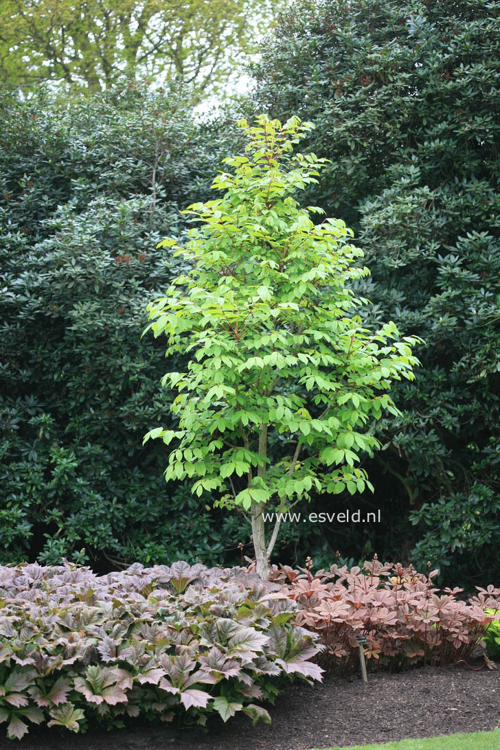 Meliosma veitchiorum