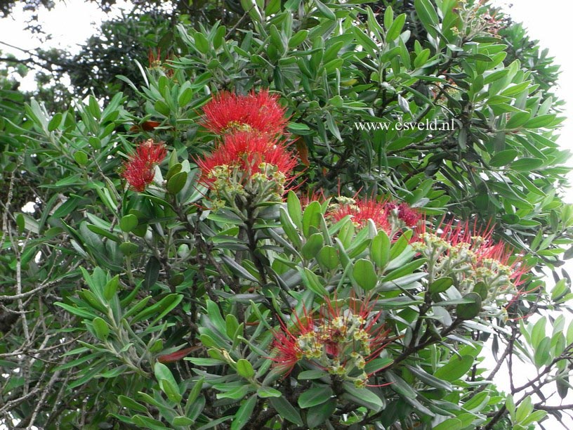 Metrosideros excelsa