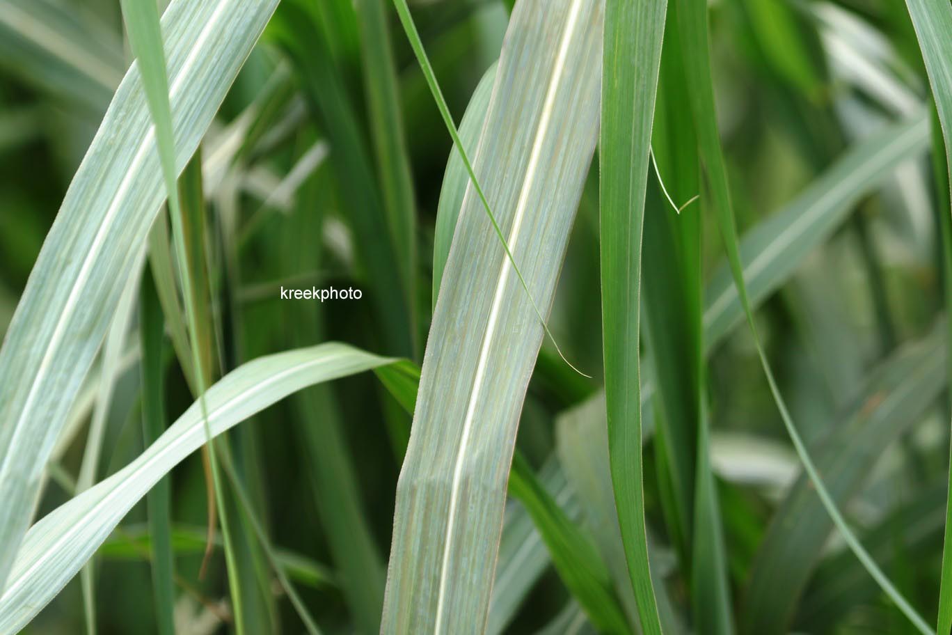 Miscanthus sinensis 'Flamingo'