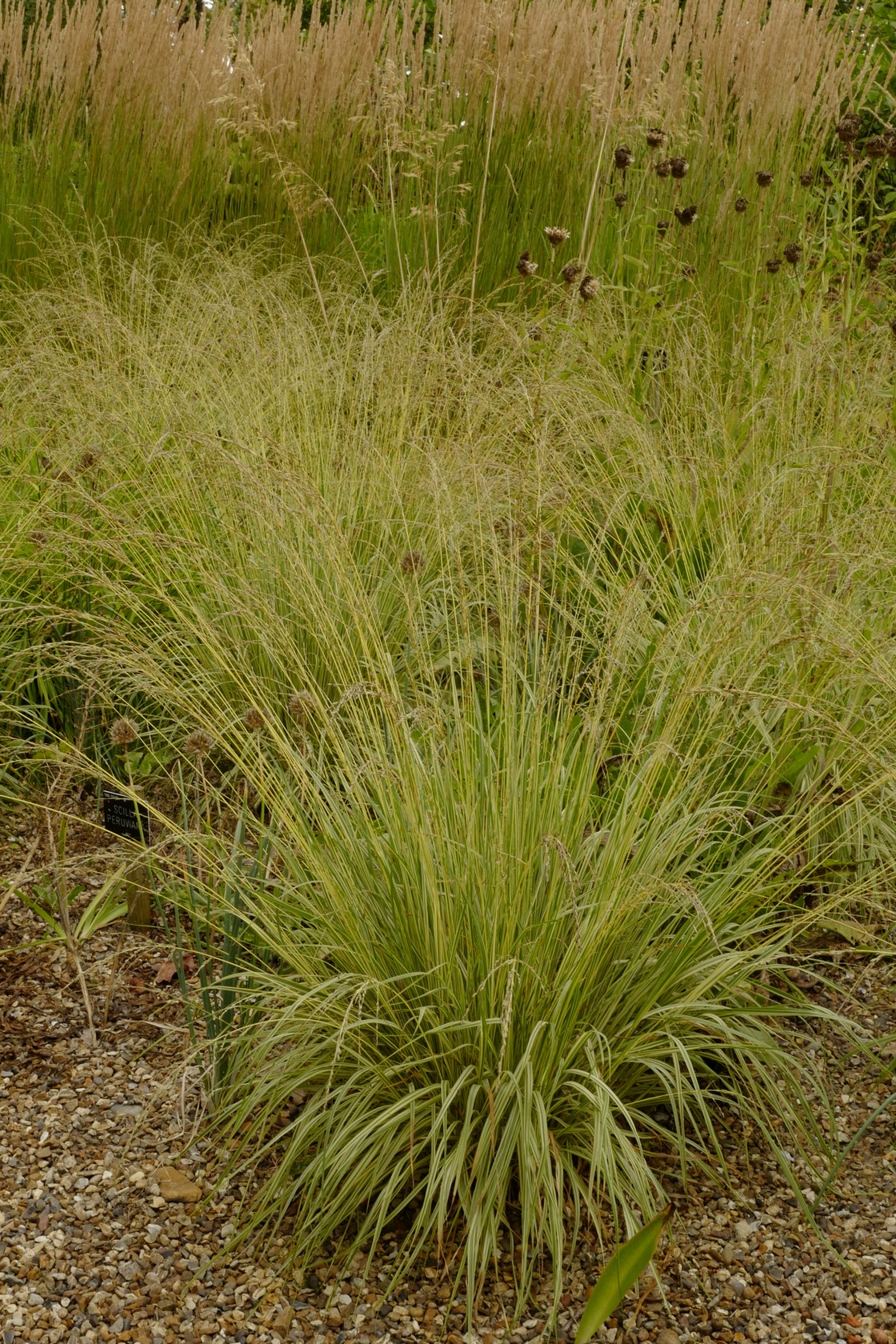 Molinia caerulea 'Variegata'