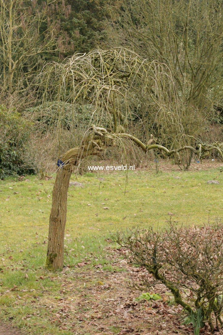 Morus alba 'Pendula'