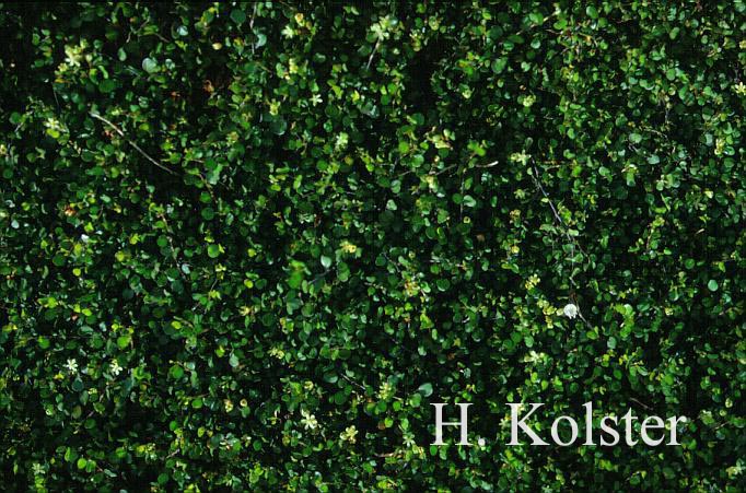 Muehlenbeckia complexa