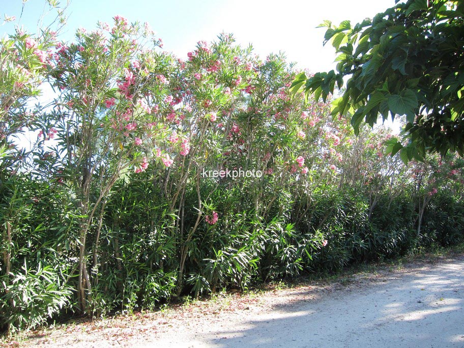 Nerium oleander