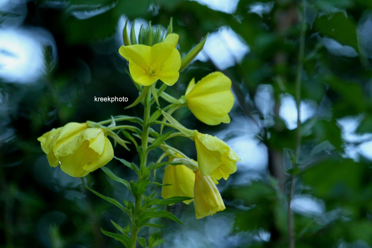 Oenothera biennis