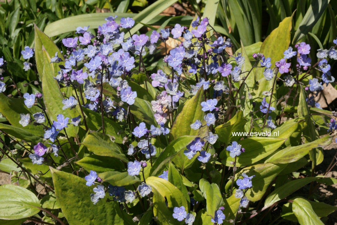 Omphalodes verna