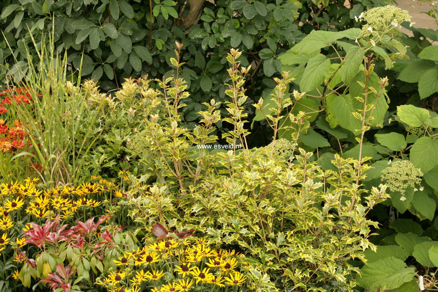 Osmanthus heterophyllus 'Allgold'