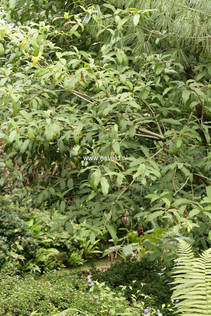 Osmanthus yunnanensis