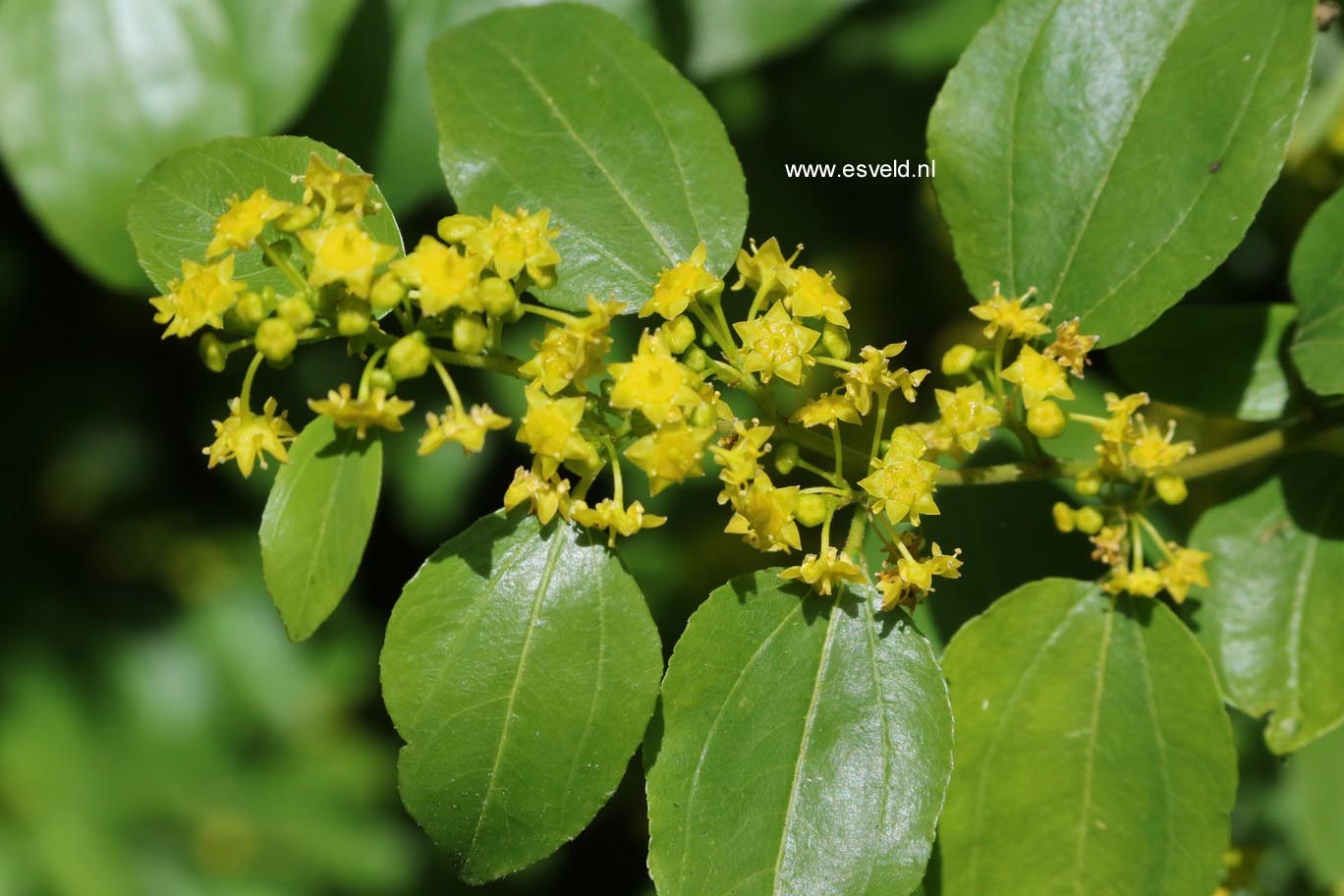 Paliurus spina-christi