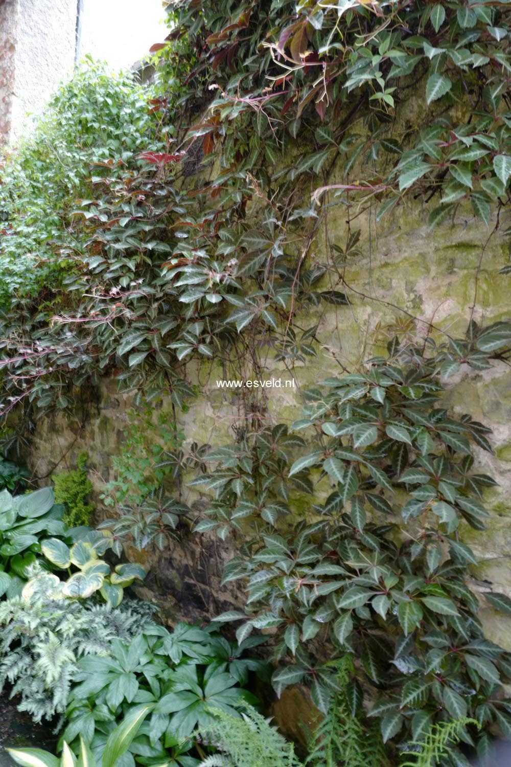 Parthenocissus henryana