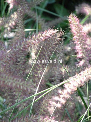 Pennisetum orientale 'Karley Rose'