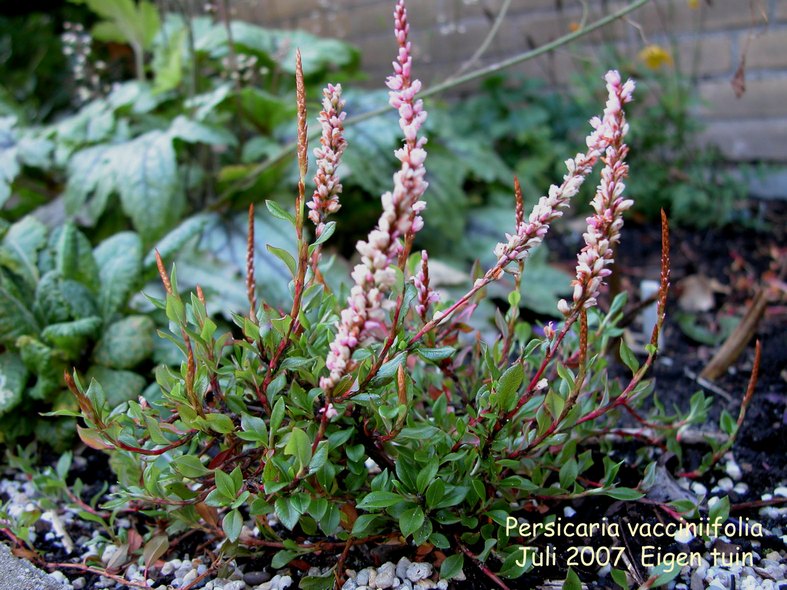 Persicaria vaccinifolia
