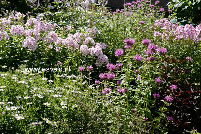 Phlox 'Bright Eyes' (Paniculata Group)
