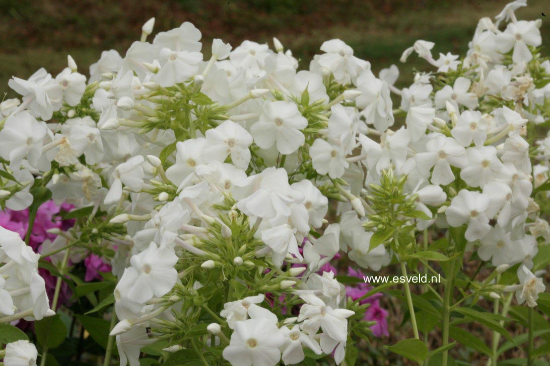 Phlox 'David' (Paniculata Group)