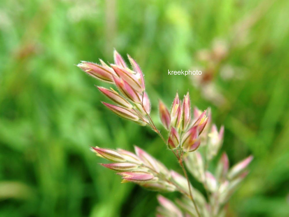 Phragmites australis