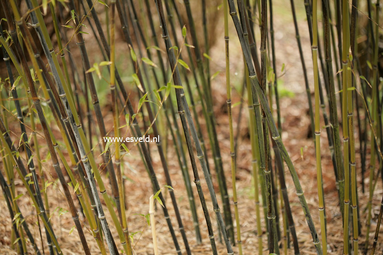 Phyllostachys nigra