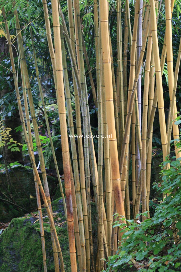 Phyllostachys vivax 'Aureocaulis'