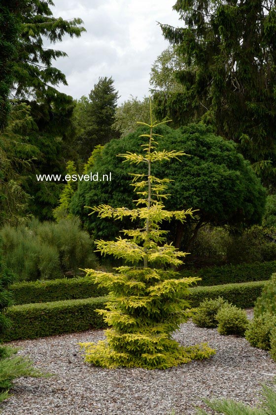 Picea orientalis 'Skylands'