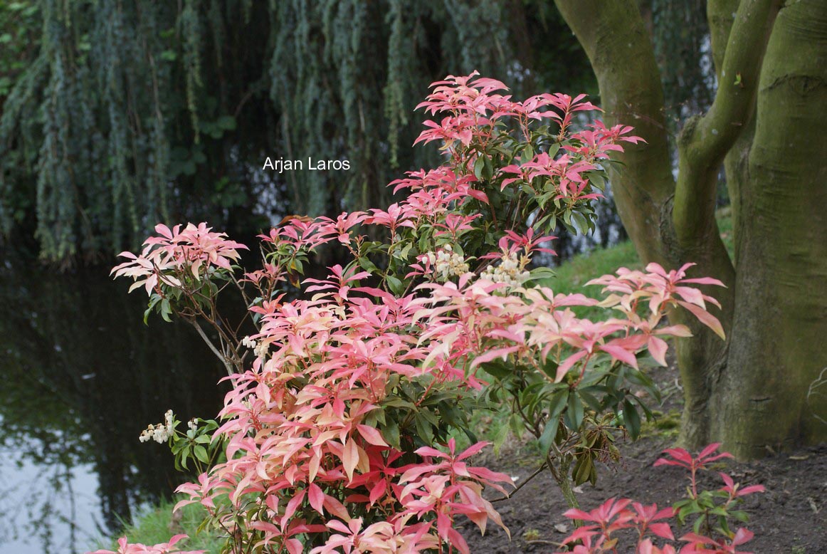 Pieris formosa forrestii 'Jermyns'