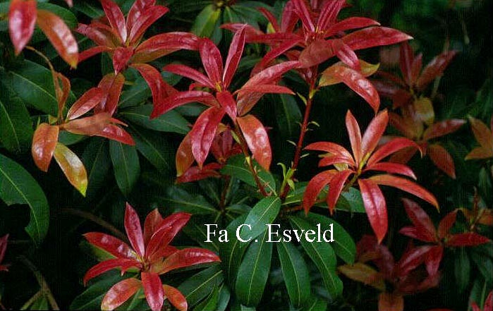 Pieris formosa forrestii