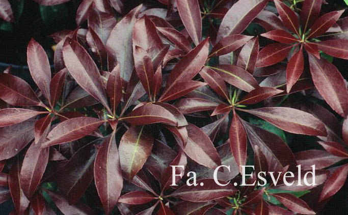 Pieris japonica 'Katsura'