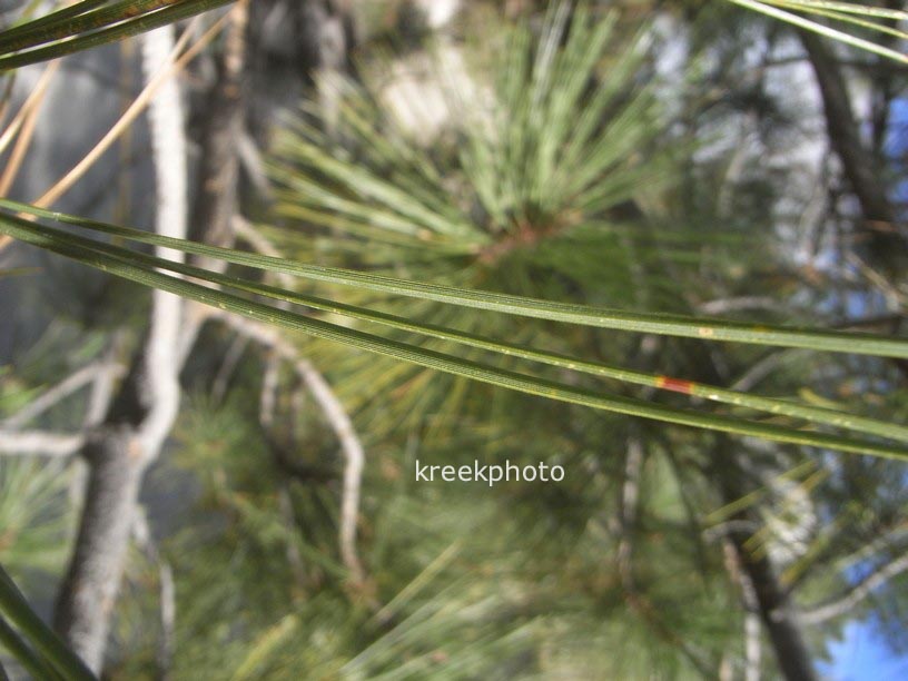 Pinus coulteri