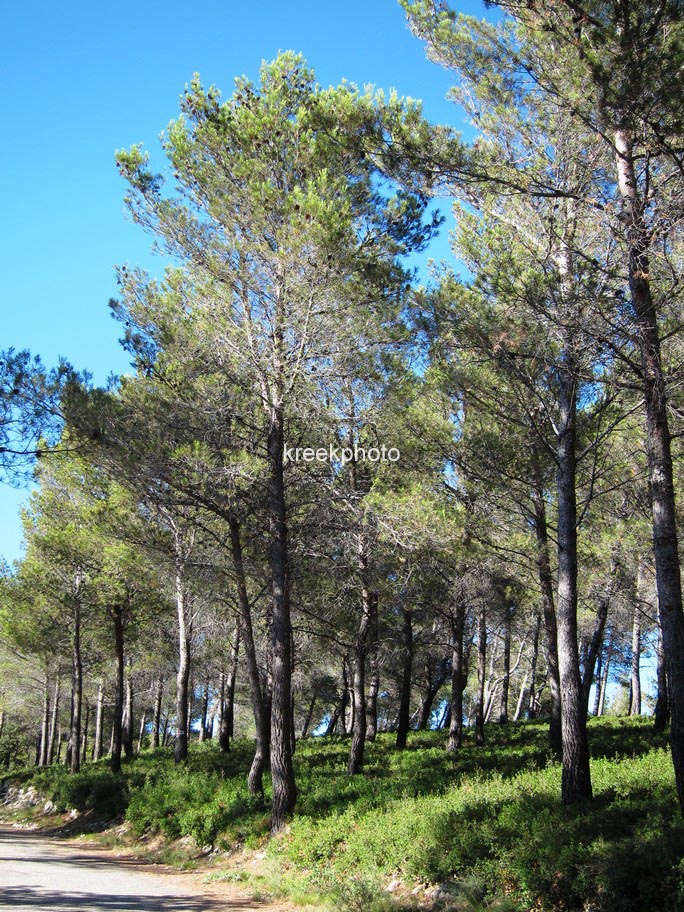 Pinus halepensis
