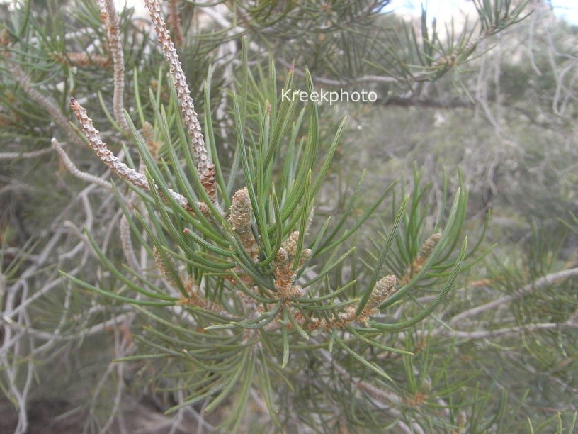 Pinus monophylla