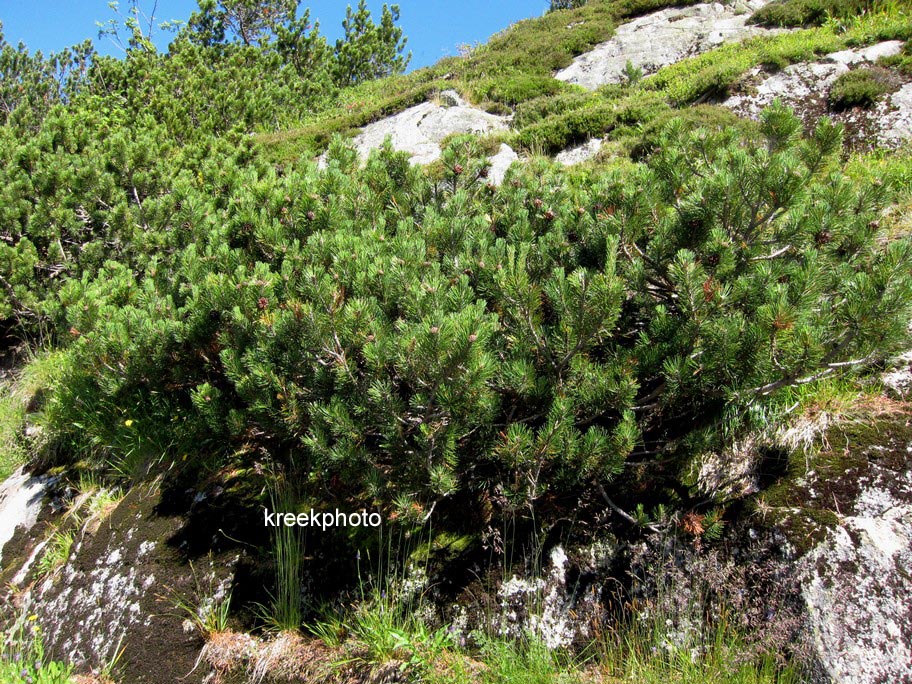 Pinus mugo