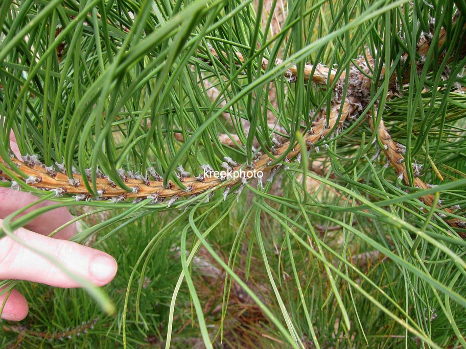 Pinus pinaster