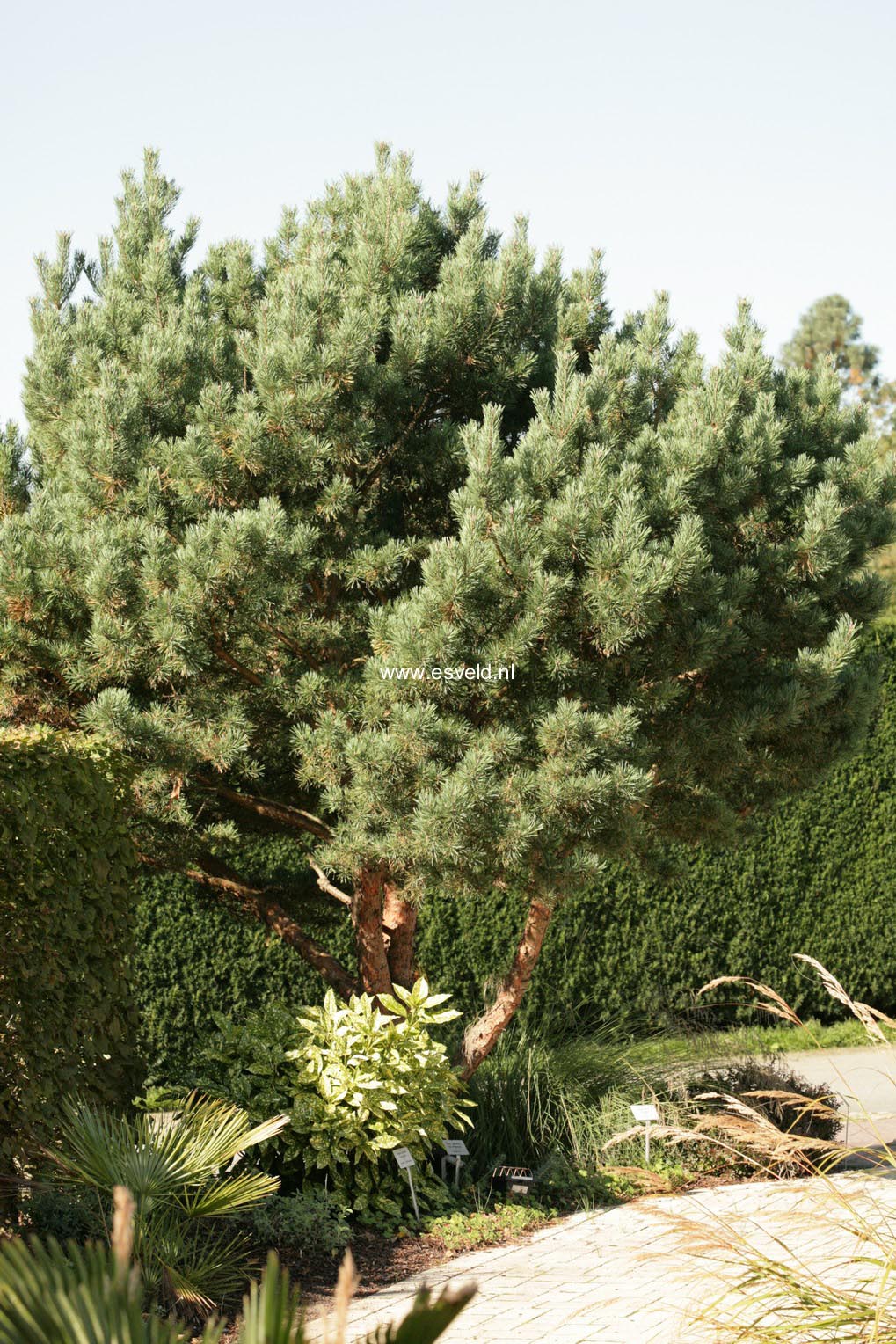 Pinus sylvestris