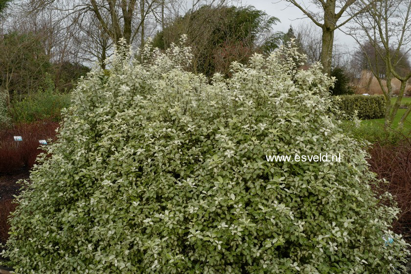 Pittosporum tenuifolium 'Irene Paterson'