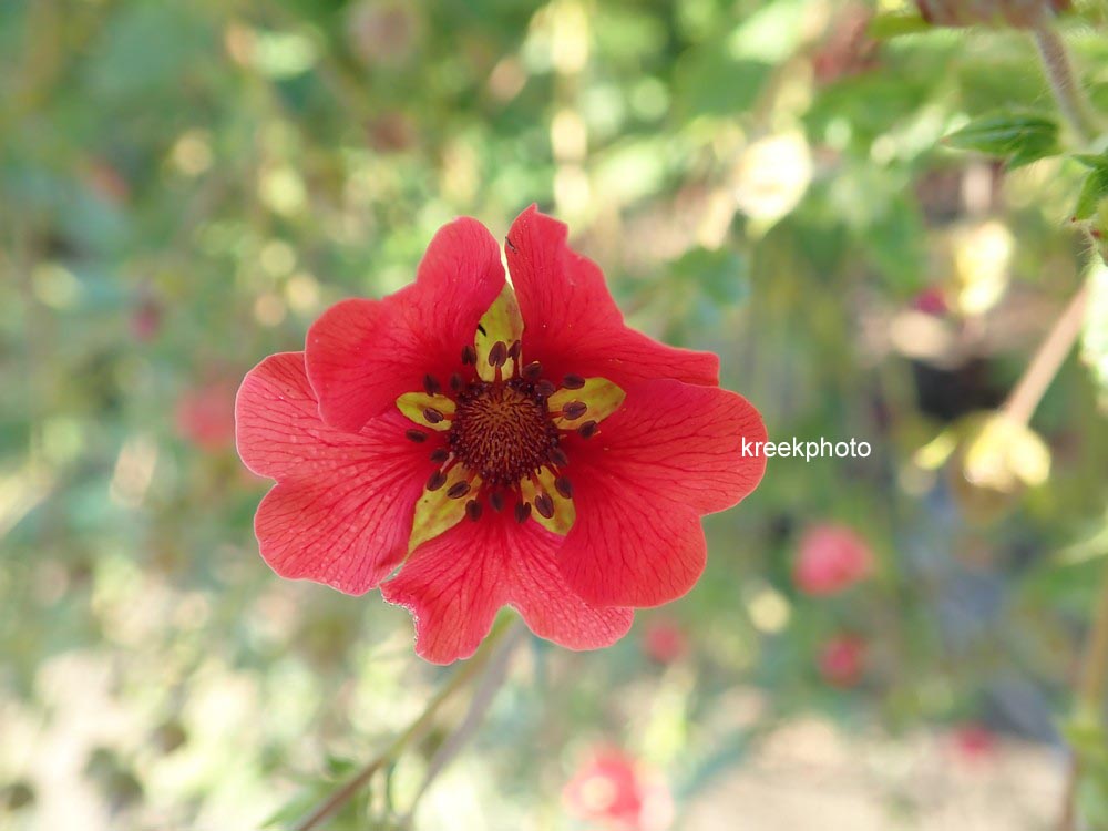 Potentilla 'Gibson's Scarlet'