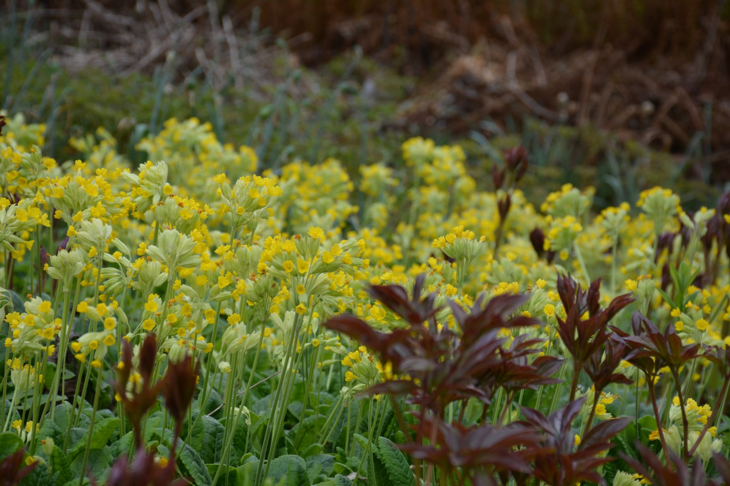 Primula veris