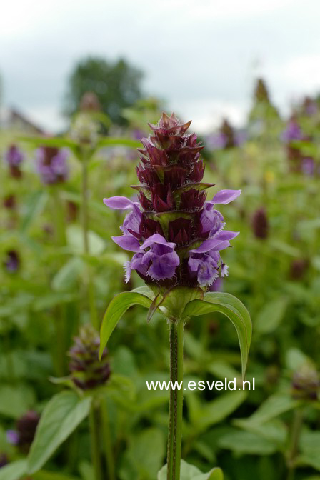 Prunella vulgaris