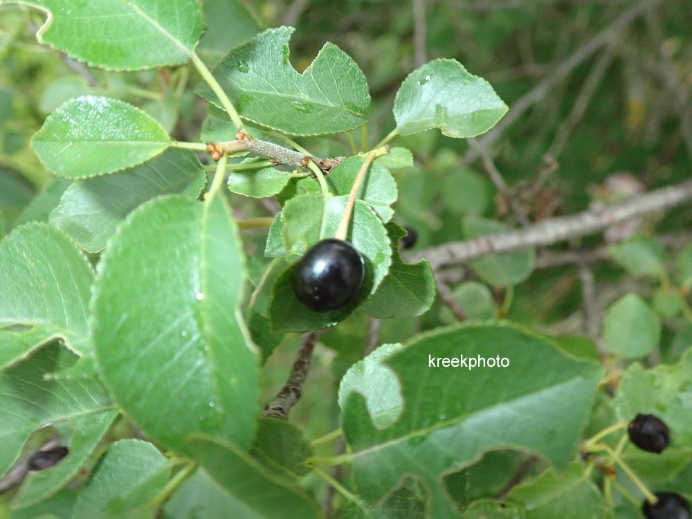 Prunus mahaleb