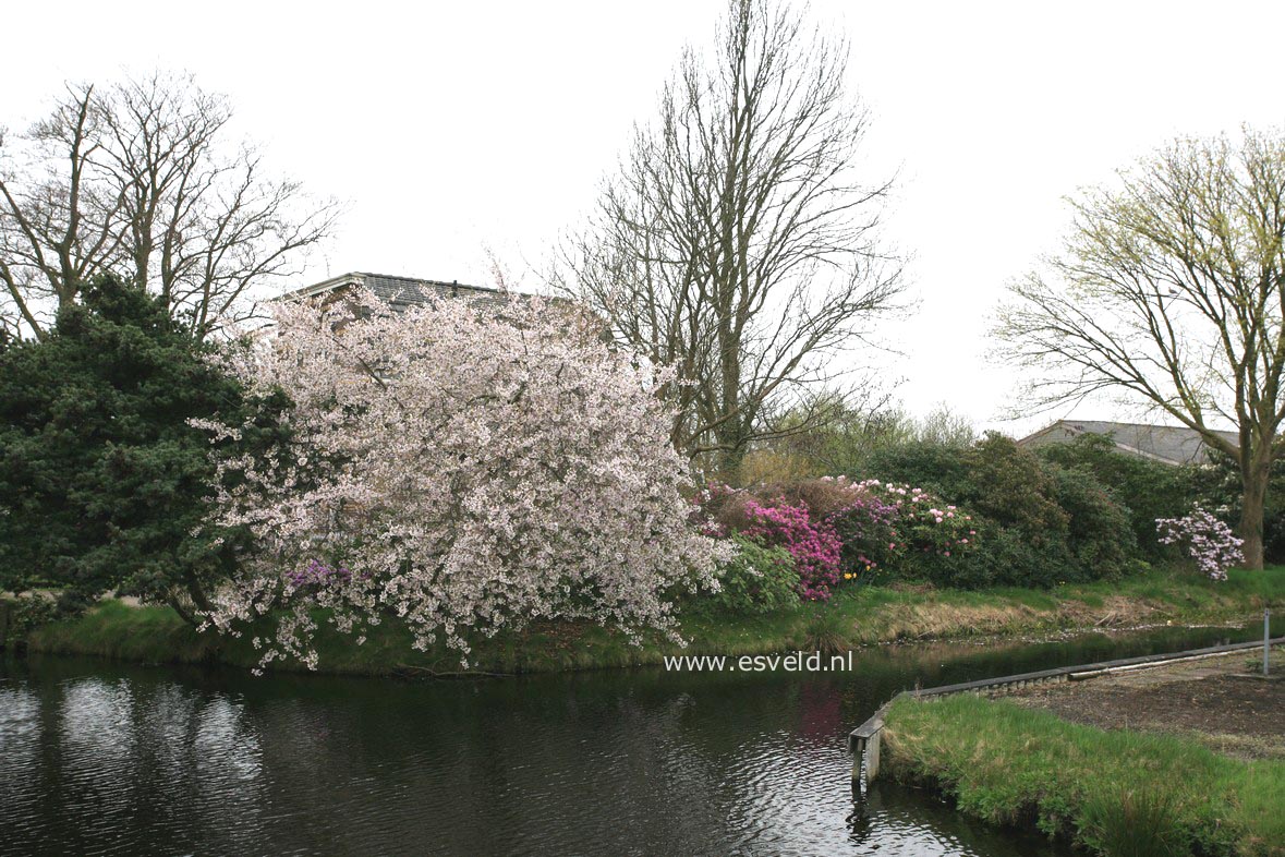 Prunus nipponica 'Felice'