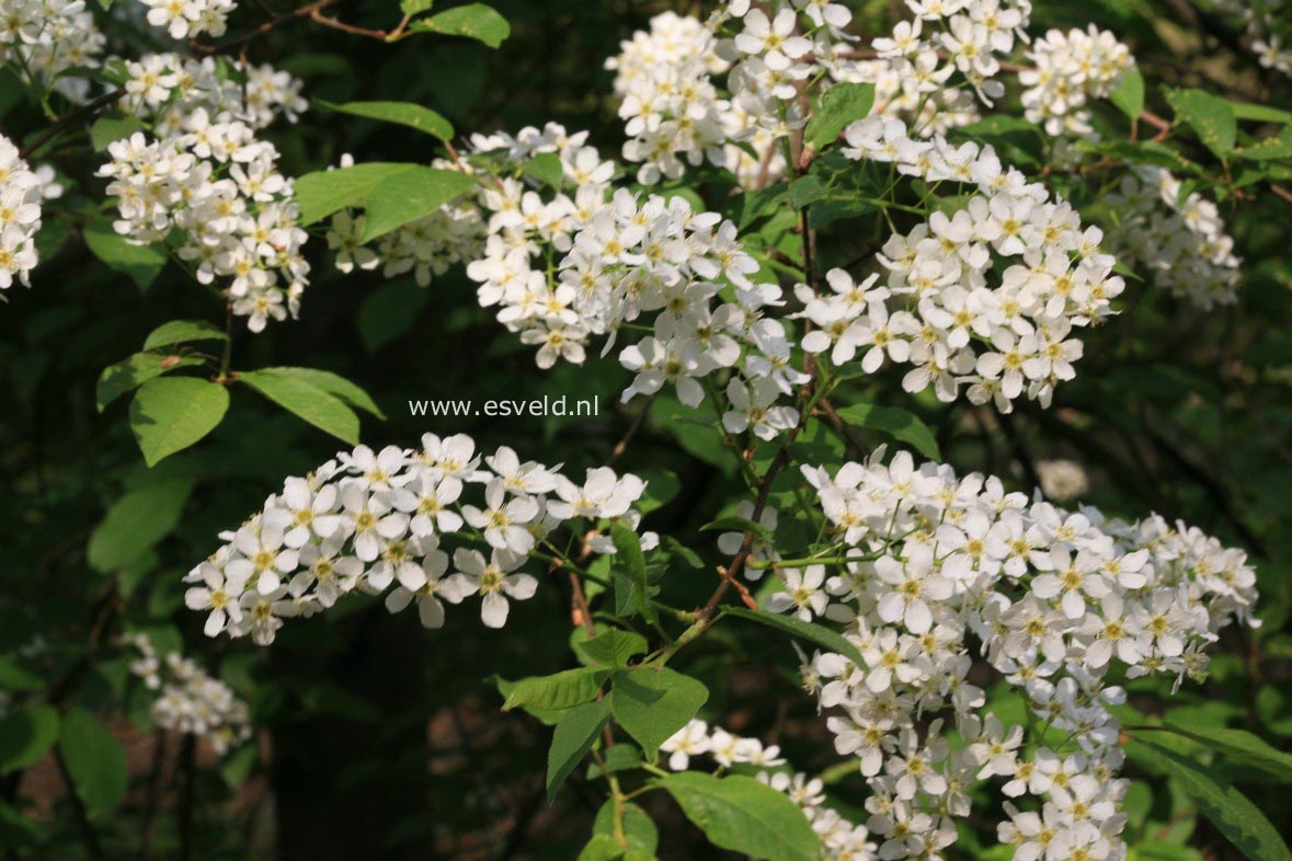 Prunus padus