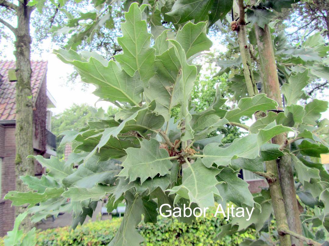 Quercus ithaburensis 'Hemelrijk Silver'