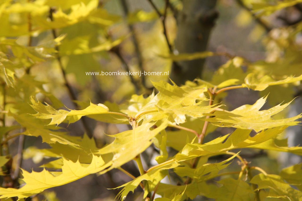 Quercus rubra 'Aurea'
