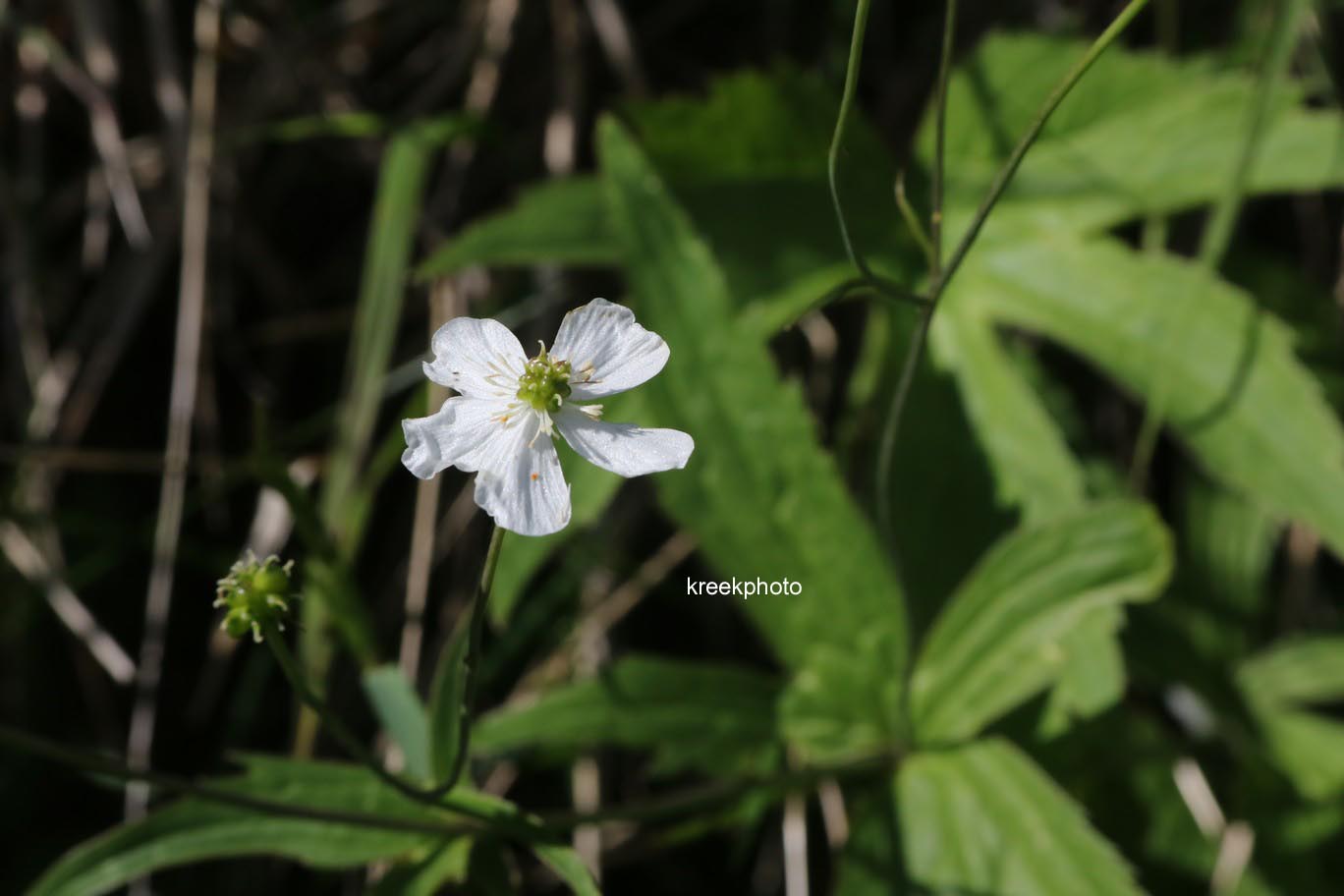 Ranunculus aconitifolius