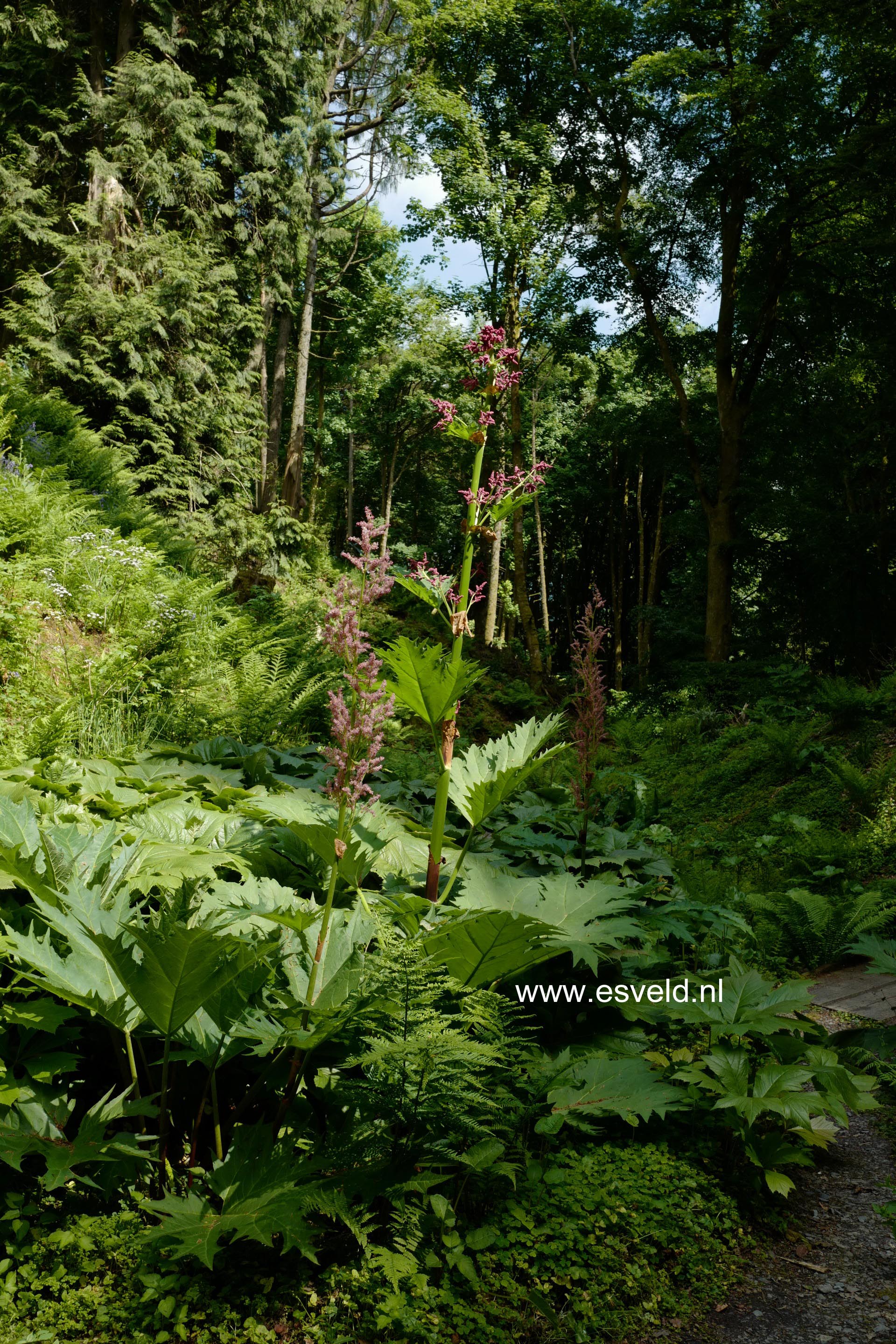 Rheum palmatum tanguticum