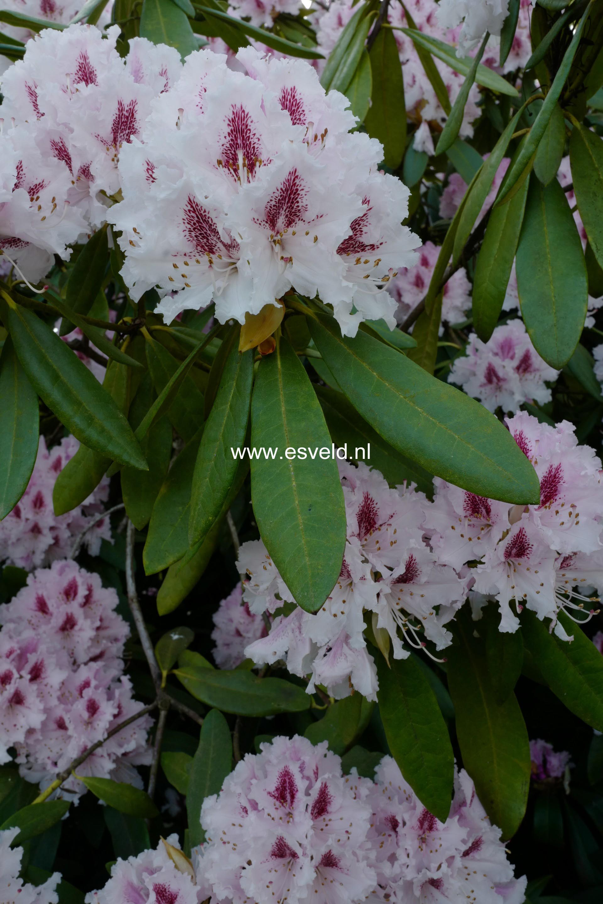 Rhododendron 'Albert Schweitzer'