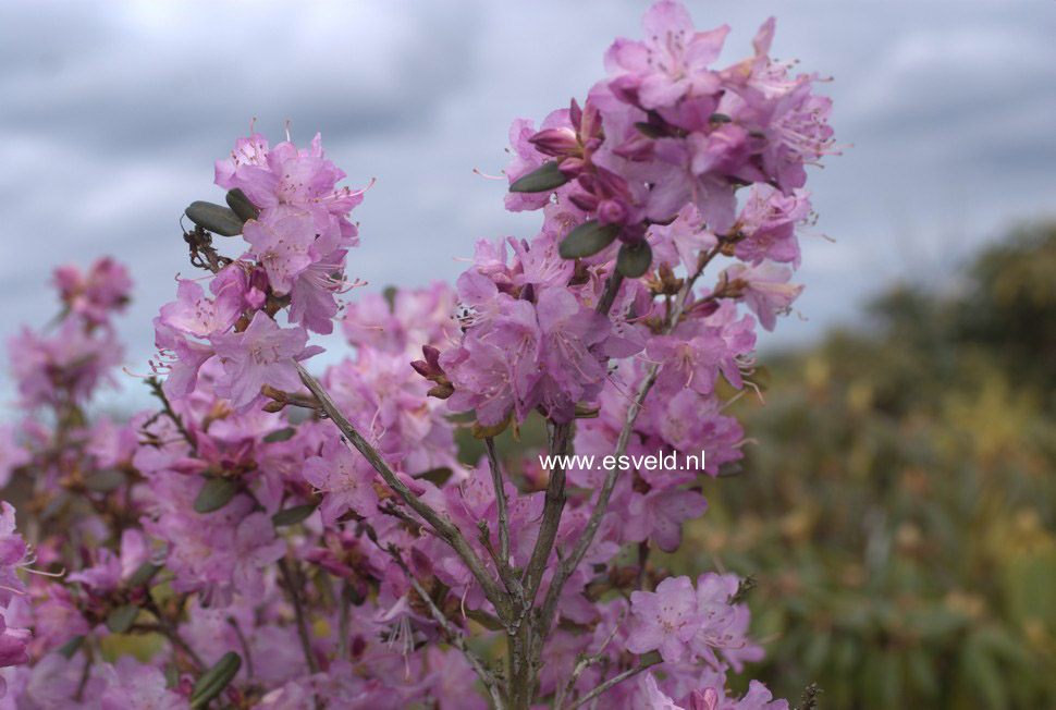 Rhododendron 'Anna Baldsiefen'