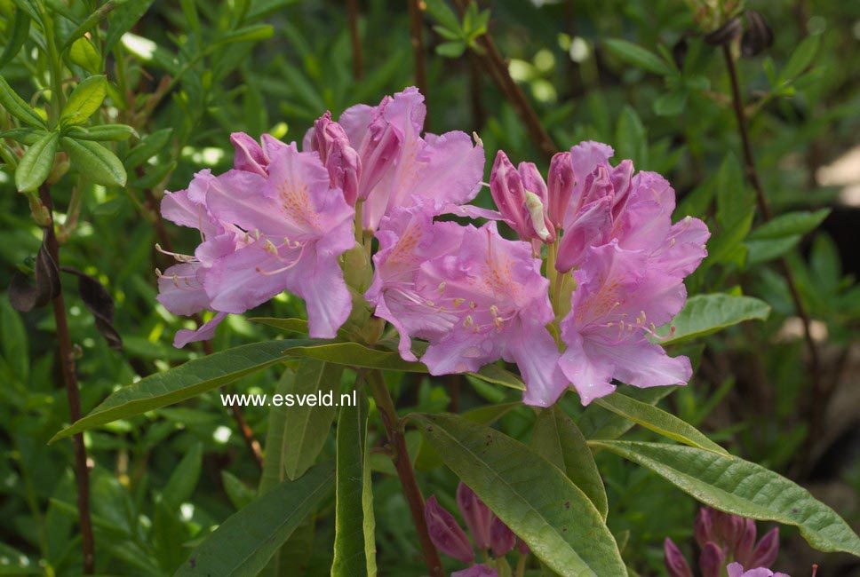 Rhododendron 'Azaleoides'