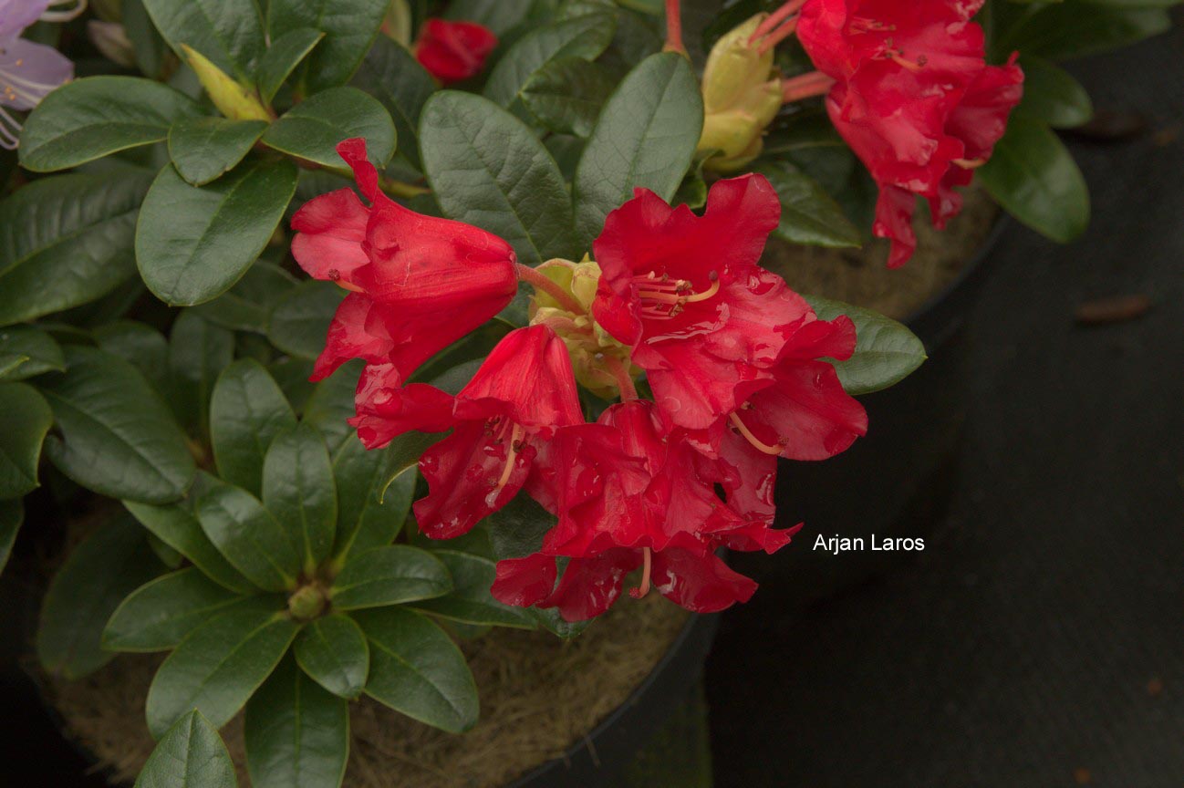 Rhododendron 'Bengal'