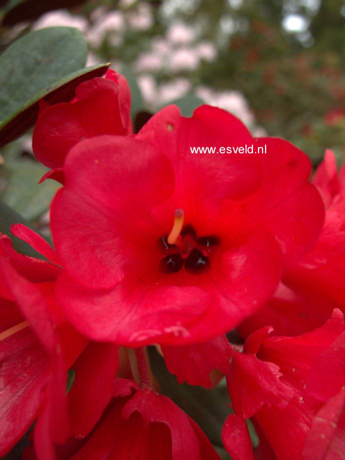 Rhododendron 'Burletta'