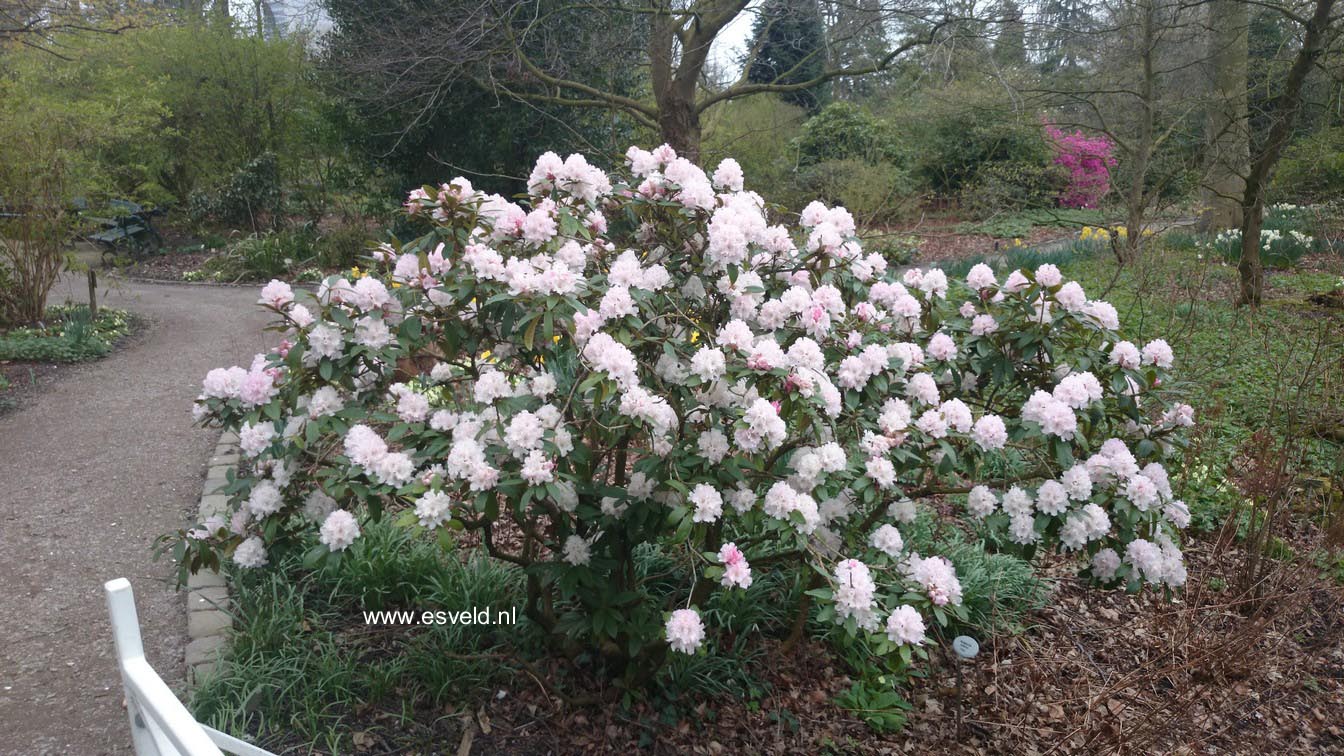 Rhododendron 'Christmas Cheer'