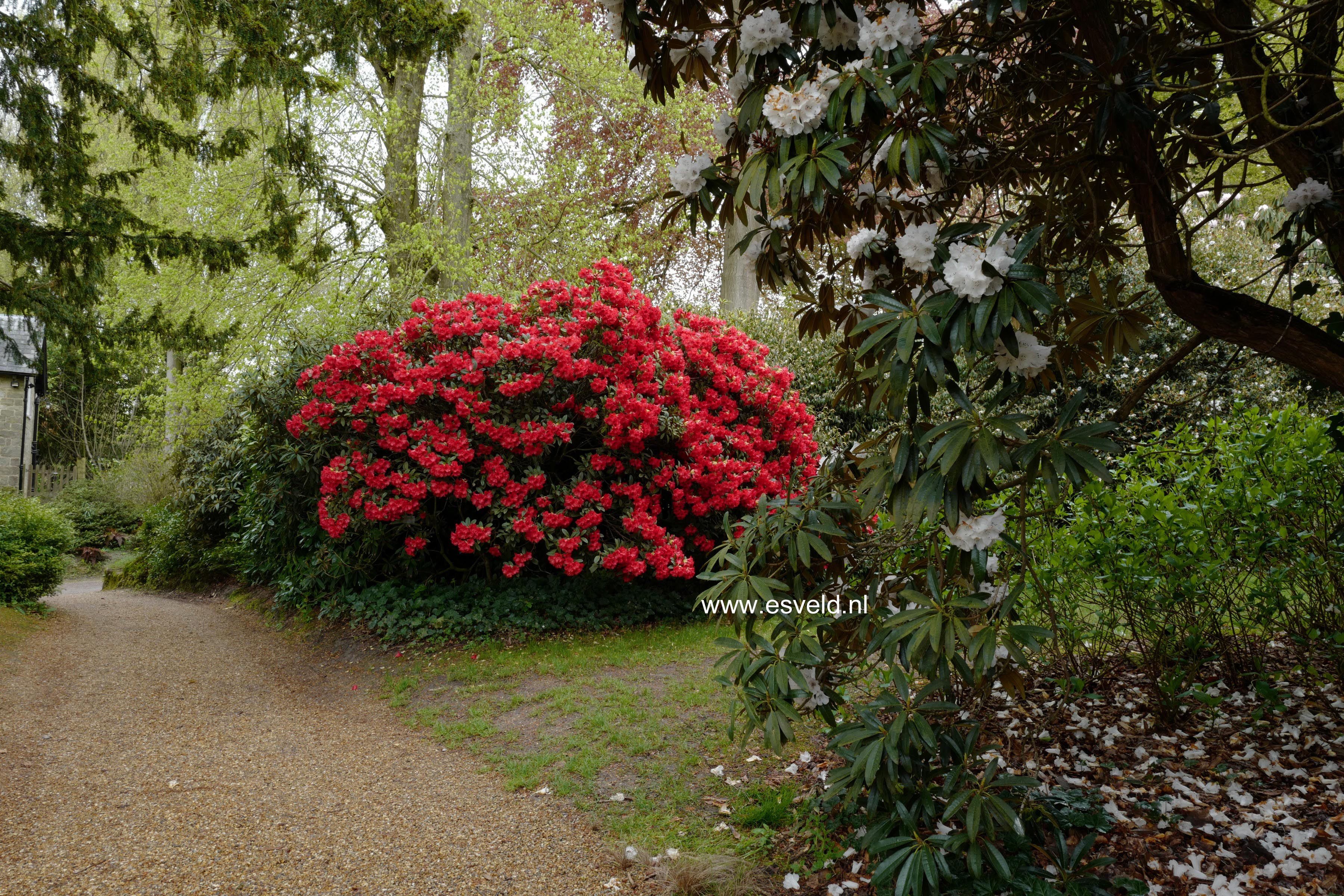 Rhododendron 'Elizabeth'